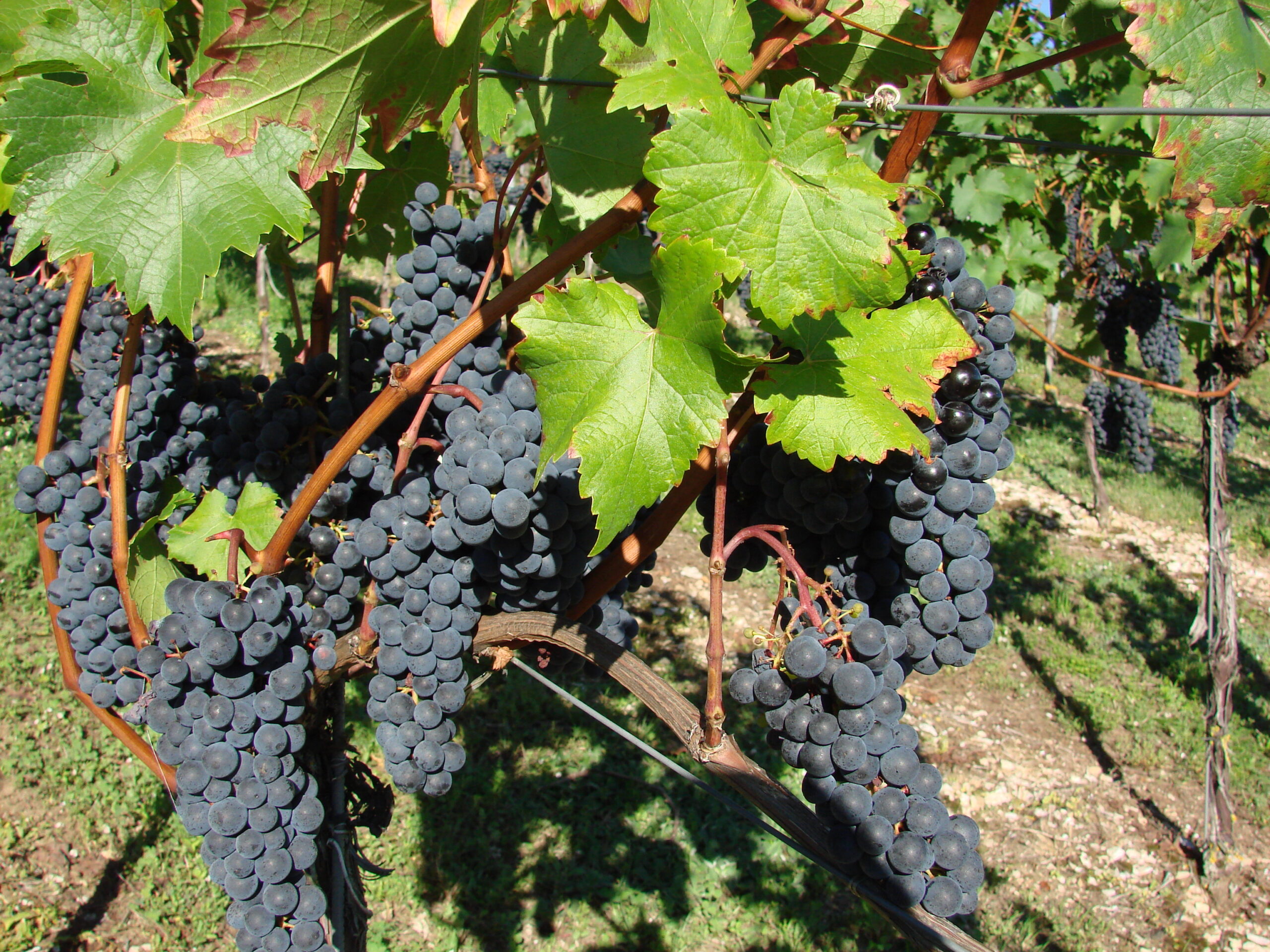 Weintrauben Cabernet Jura