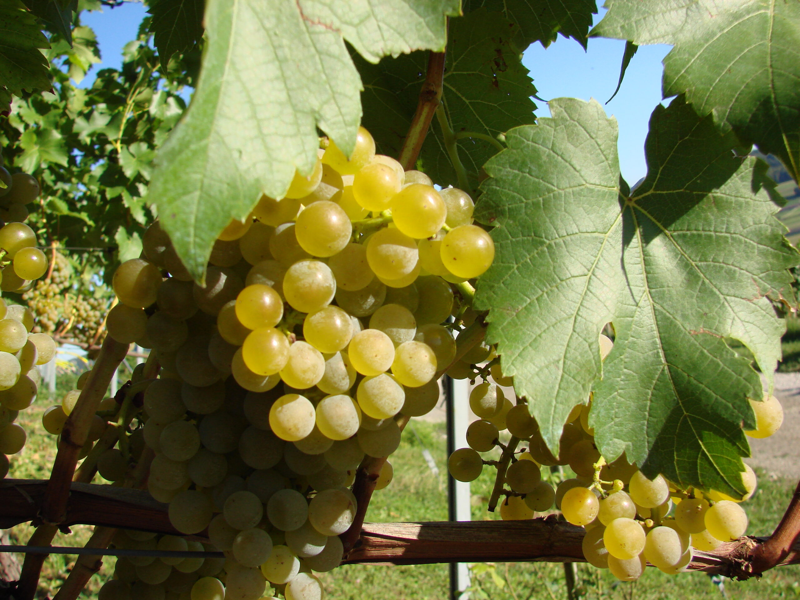 Weinreben Seyval Blanc