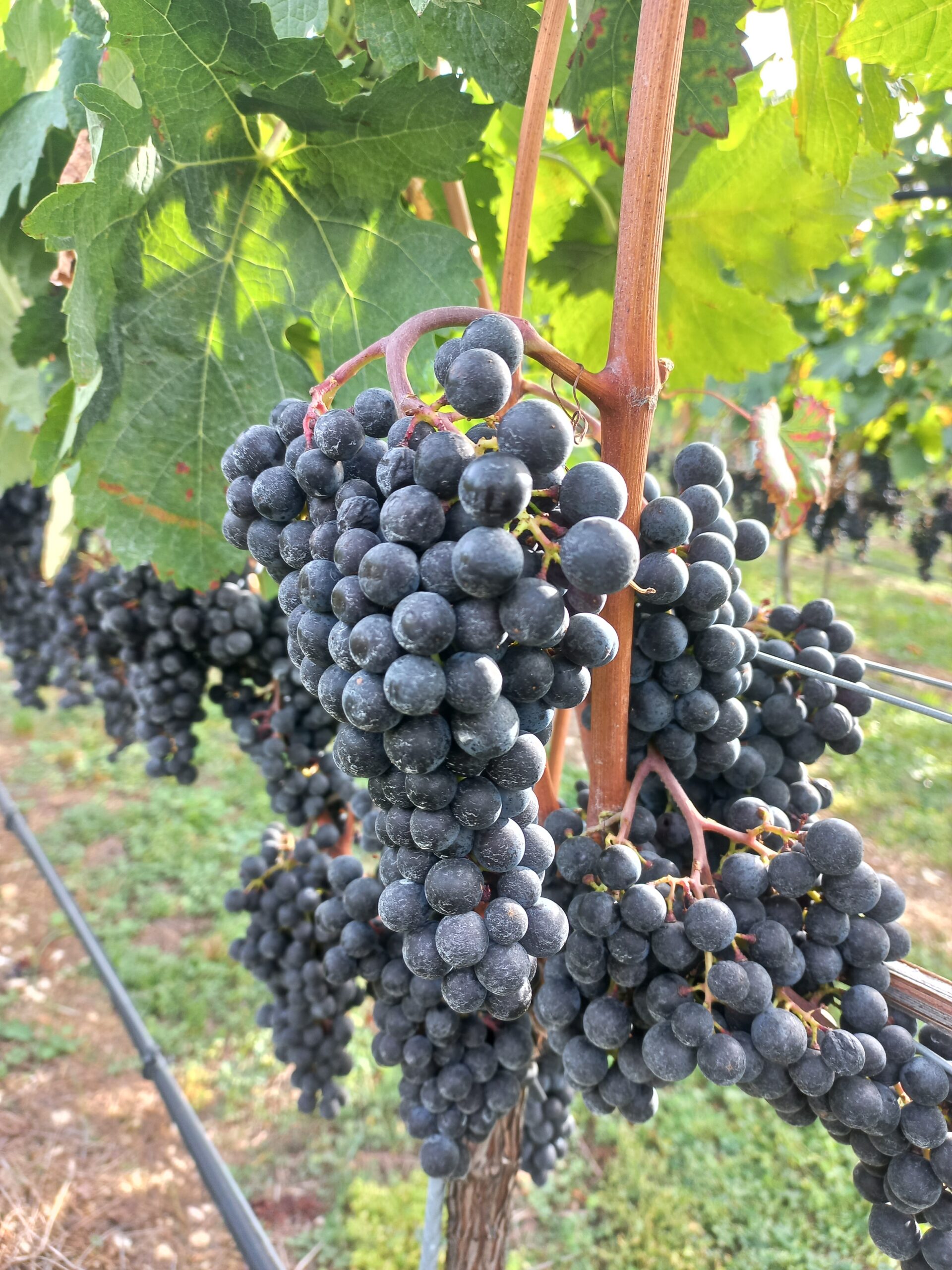 Löhninger Merlot